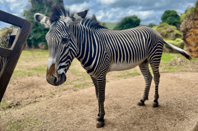 PARQUE_CABÁRCENO_NUEVA_CEBRA_GREVY