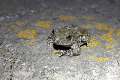 SAFARI_NOCTURNO_PARQUE_MATALEÑAS