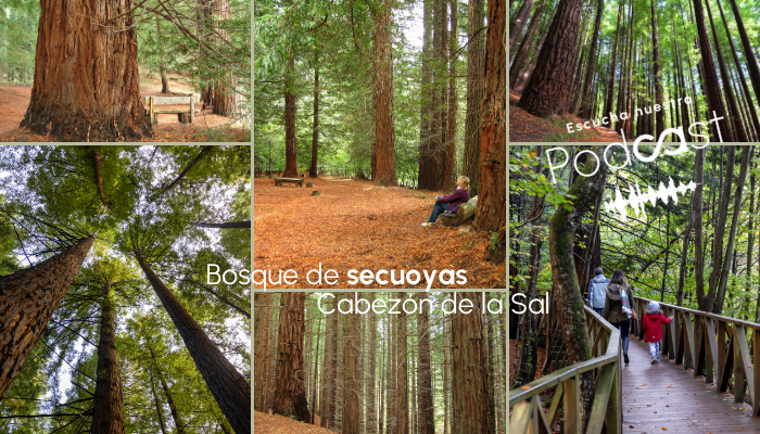 BOSQUE_SEQUOYAS_CABEZÓN_BANNERNL-1
