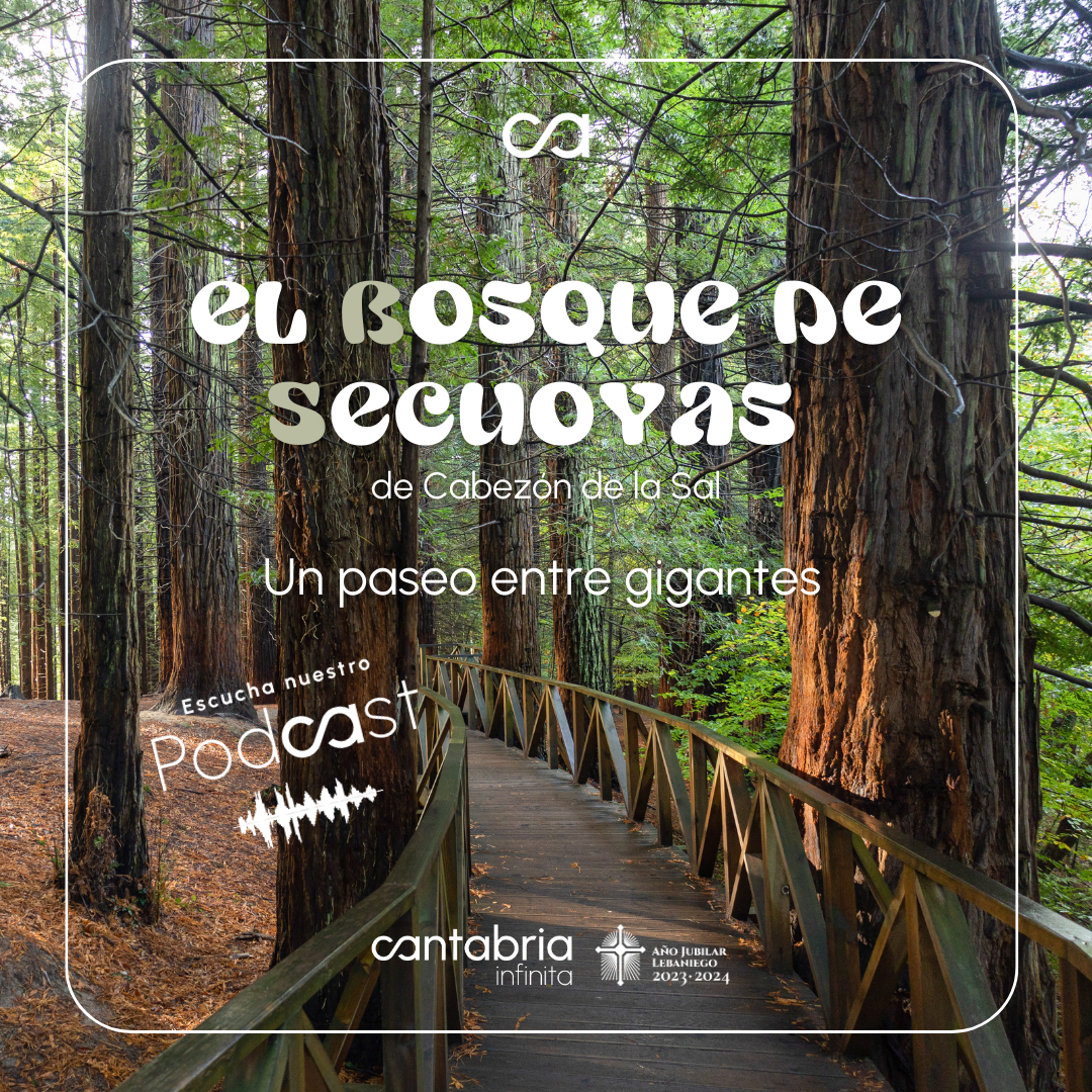 BOSQUE_SEQUOYAS_CABEZÓN_SAL_CANTABRIA